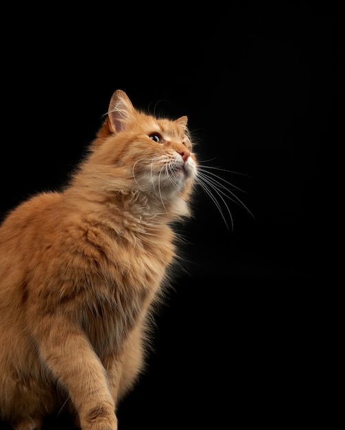 Gatto rosso lanuginoso adulto si siede lateralmente, viso carino