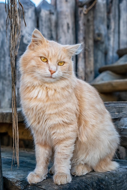 Gatto rosso lanuginoso divertente che si siede sulla strada