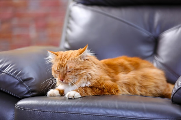 Gatto rosso lanuginoso sdraiato su un divano