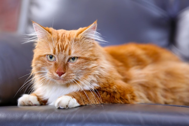 Gatto rosso lanuginoso sdraiato su un divano