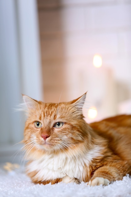 Gatto rosso lanuginoso sdraiato su un tappeto