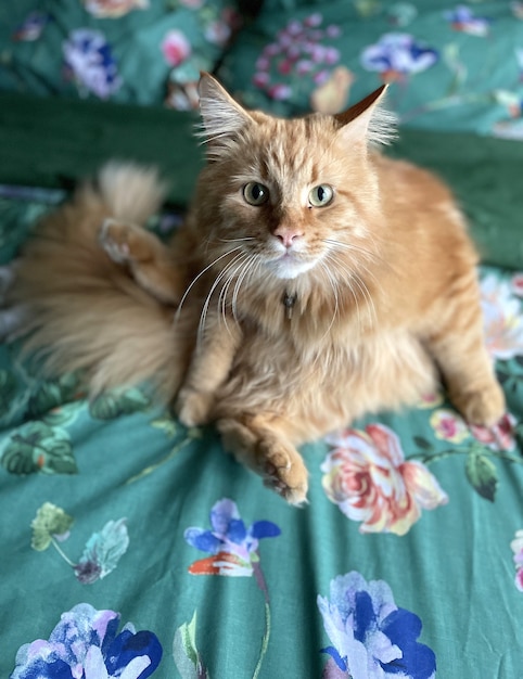 Gatto rosso main coon che dorme tra i vestiti