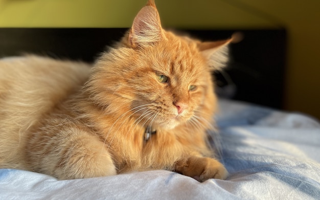 Gatto rosso maine coon sdraiato sul letto durante il giorno