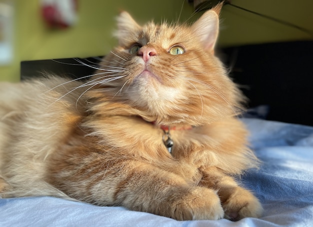 Gatto rosso maine coon sdraiato sul letto