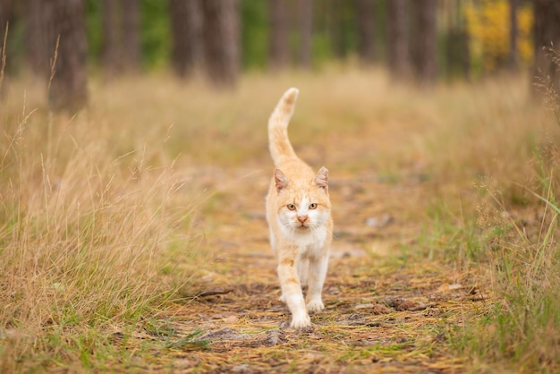 Gatto rosso nella pineta Ritratto di un gatto domestico che torna a casa dalla foto di caccia tonica