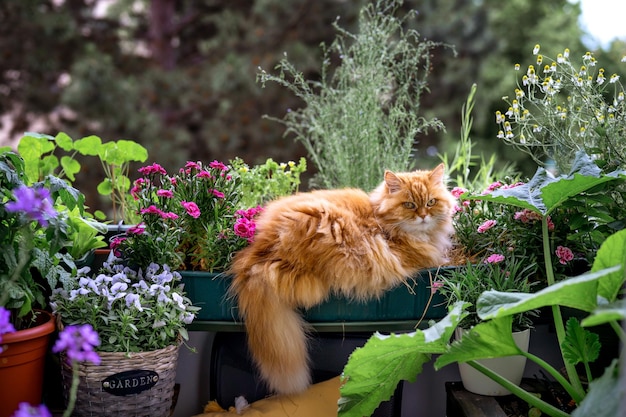 Gatto rosso peloso che si rilassa in un vaso di fiori sul balcone Gattini domestici giardino urbano