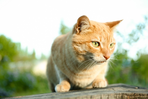 Gatto rosso seduto fuori