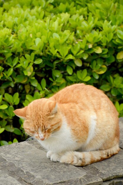 Gatto rosso seduto in giardino