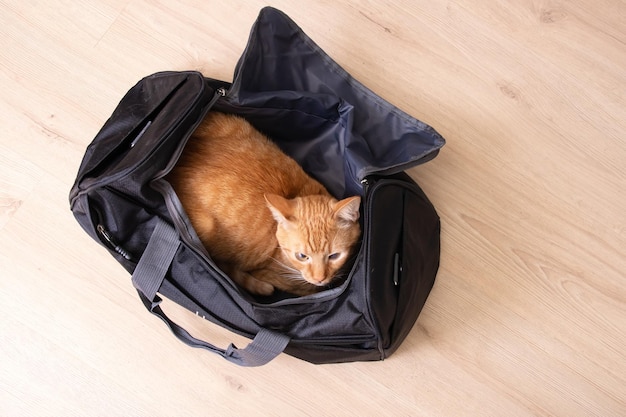 Gatto rosso seduto in una borsa da viaggio