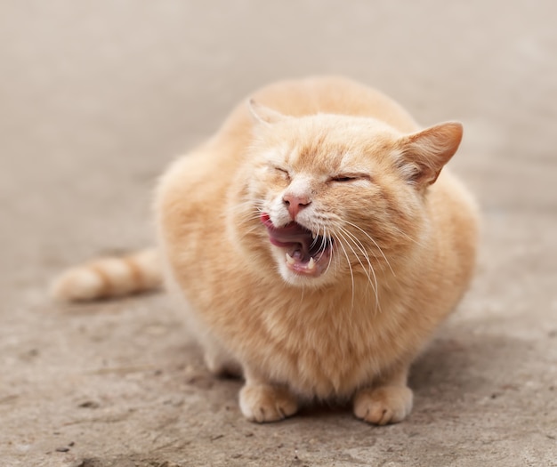 Gatto rosso seduto sulla strada nel villaggio