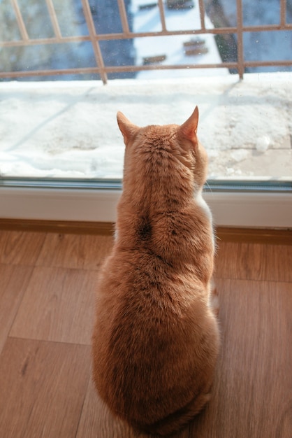 Gatto rosso seduto vicino alla finestra a guardare il paesaggio urbano