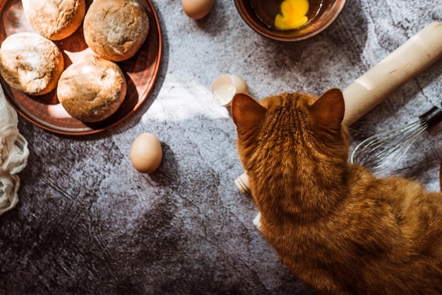 Gatto rosso su un tavolo dove ci sono panini e uova 1