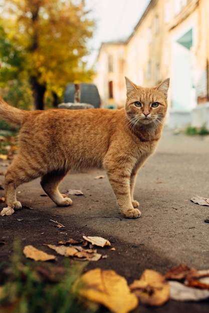 Gatto rosso su uno sfondo di un paesaggio autunnale