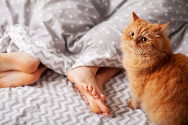 Gatto rosso sul letto di una giovane coppia in camera da letto.