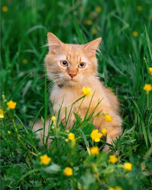 Gatto rosso sul prato con fiori gialli