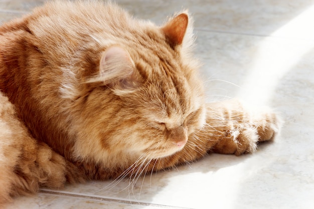 Gatto rosso sveglio che dorme al sole.