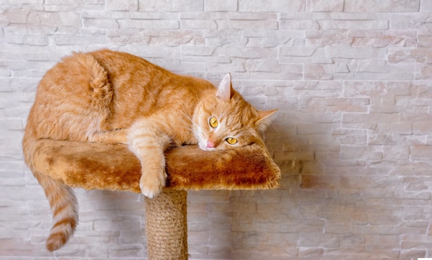 Gatto rosso triste dello zenzero che si trova guardando nel vuoto di una casa su un tiragraffi