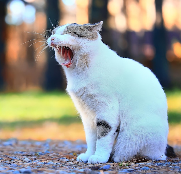 gatto sbadigli ritratto, veterinario, denti di gatto