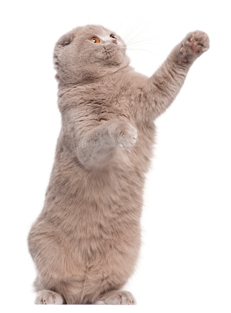 Gatto Scottish Fold, di 9 mesi e mezzo, in piedi e con le zampe