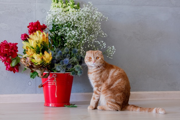 Gatto scottish fold giovane zenzero vicino al secchio con fiori.