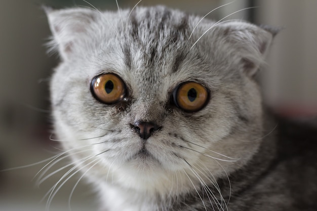 Gatto Scottish Fold Pelliccia Grigio Striato Nero.