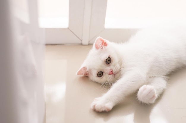 Gatto scozzese bianco soffice animaletto carino a casaCarta da parati gatto carino