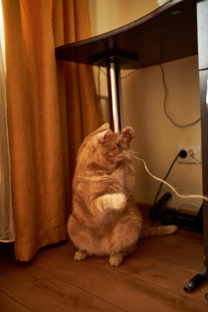 Gatto scozzese dello zenzero Gatto con i capelli rossi Gatto dello zenzero fatto in casa