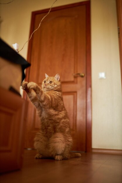 Gatto scozzese dello zenzero Gatto con i capelli rossi Gatto dello zenzero fatto in casa