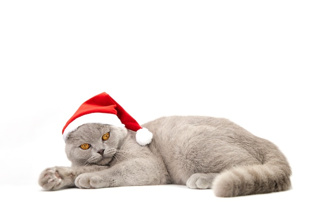 gatto scozzese grigio con cappello rosso su bianco