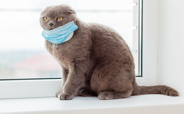 Gatto scozzese grigio Scottish Fold in una piccola maschera medica si siede su un davanzale. Gatto dalle orecchie pendenti in una maschera medica