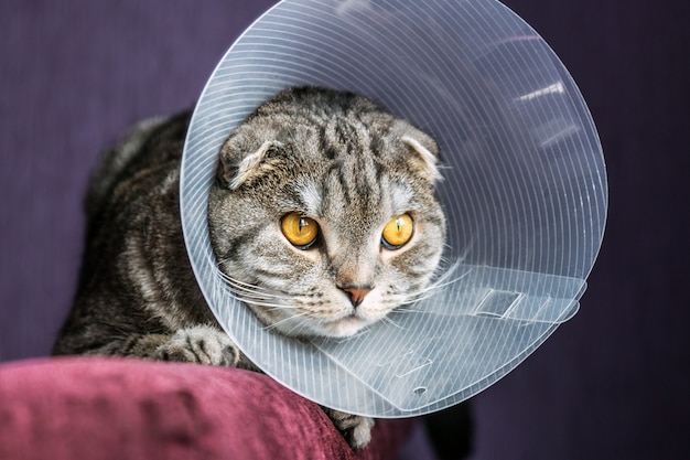 Gatto scozzese malato in un collare protettivo di plastica