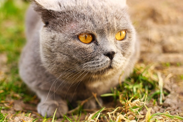 Gatto scozzese nella natura si chiuda