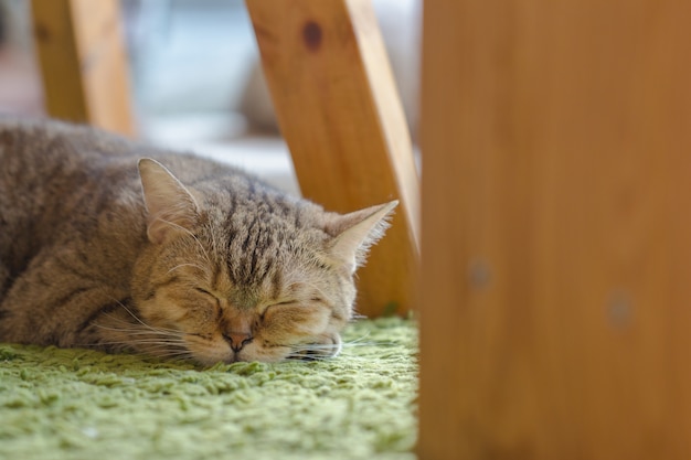 gatto sdraiato. Animale sveglio.