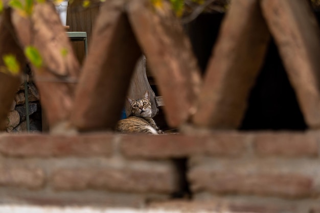 Gatto sdraiato in una città vecchia di Malaga in Andalusia