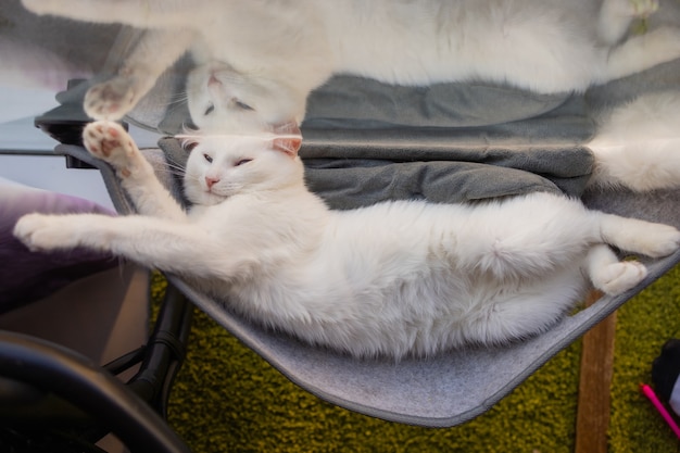 Gatto sdraiato nel letto a parete in vetro a casa