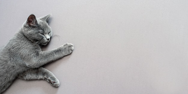 Gatto sdraiato su sfondo grigio,