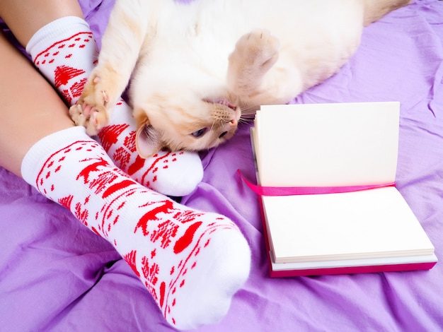 Gatto sdraiato sul divano nel soggiorno decorato per Natale, gambe femminili in calze di Natale.