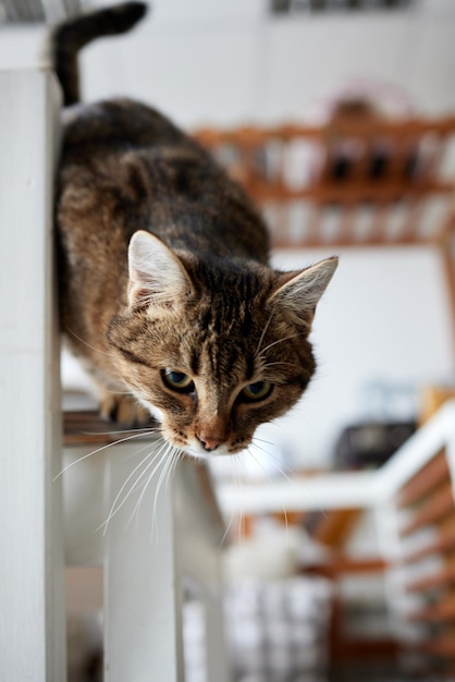 Gatto sdraiato sul tavolo di legno che guarda l'obbiettivo.