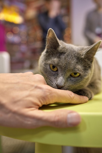 Gatto sdraiato sul tavolo di legno che guarda l'obbiettivo