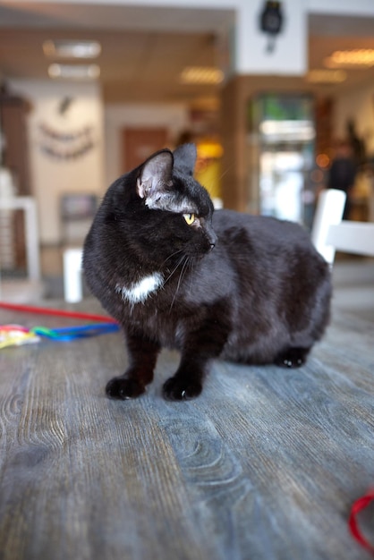 Gatto sdraiato sul tavolo di legno che guarda l'obbiettivo