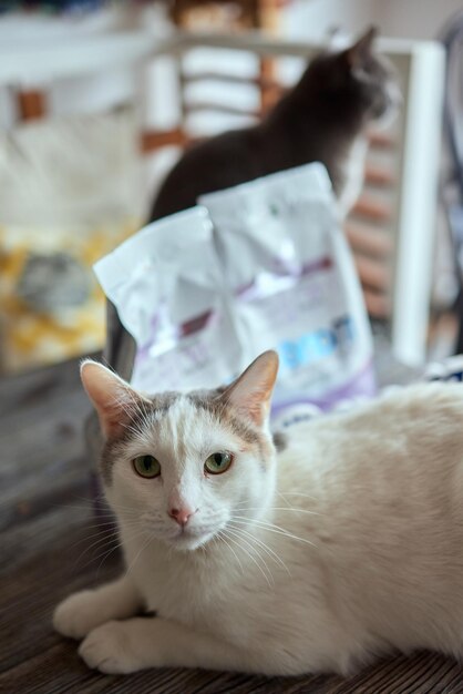 Gatto sdraiato sul tavolo di legno che guarda l'obbiettivo