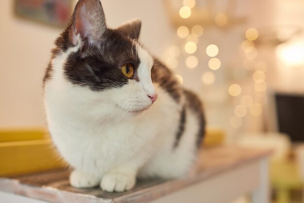 Gatto sdraiato sul tavolo di legno che guarda l'obbiettivo