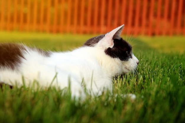 Gatto sdraiato sull'erba fuori nel giardino del cortile Il gatto sta guardando la telecamera a riposo