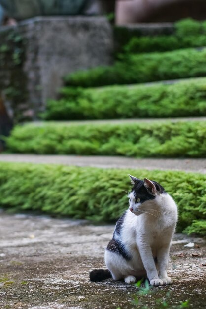 Gatto seduto accanto alle piante