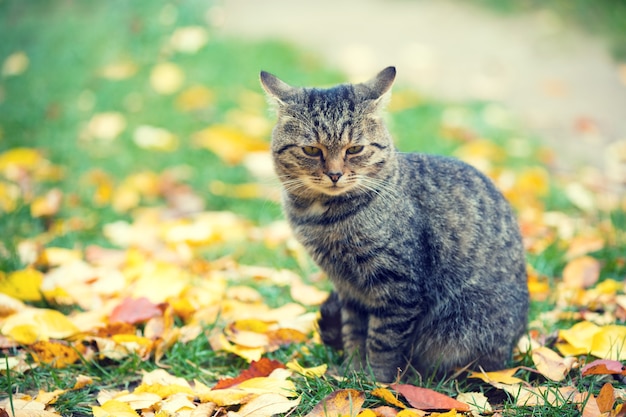 Gatto seduto all'aperto sulle foglie cadute in autunno