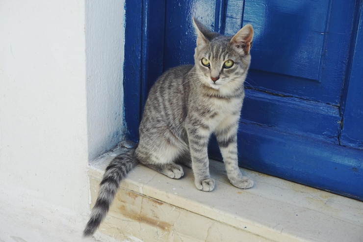 Foto gatto seduto contro la porta blu