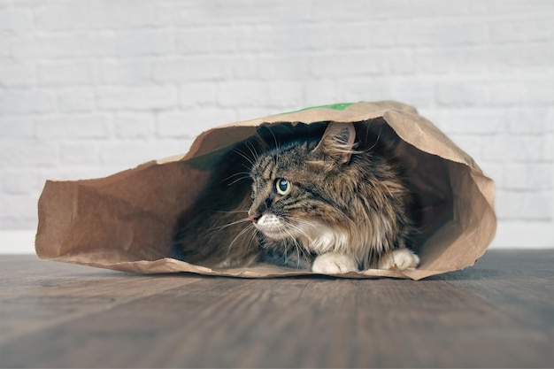 Gatto seduto in un sacchetto di carta sul pavimento a casa
