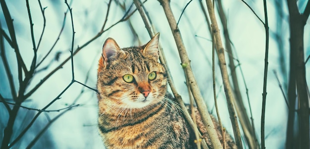 Gatto seduto nella foresta in autunno