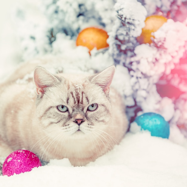 Gatto seduto nella neve vicino all'albero di abete con decorazioni natalizie.