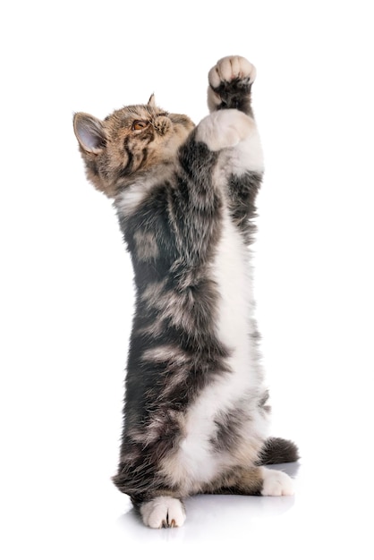 Gatto seduto su sfondo bianco